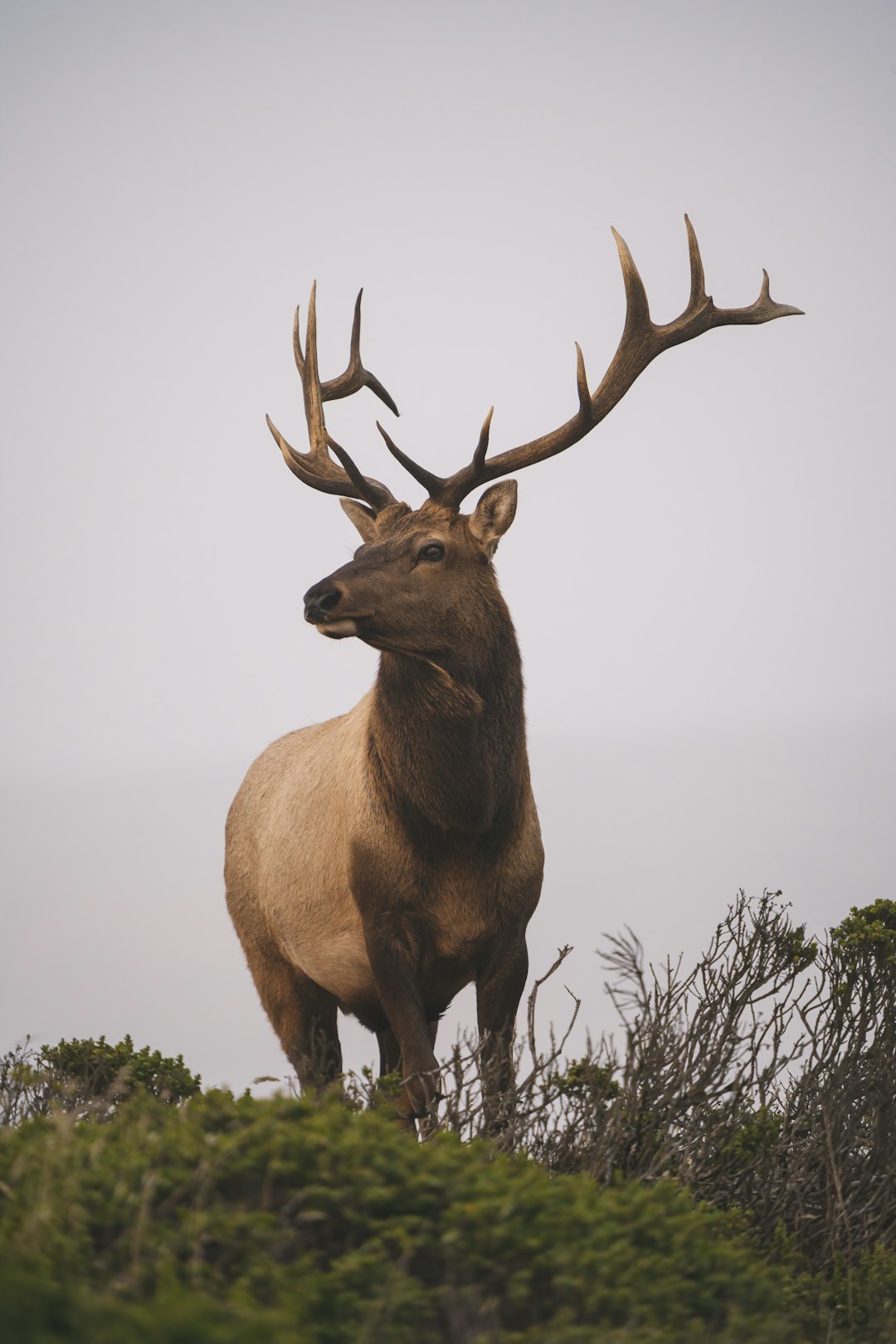 A Deer in Soft Daylight