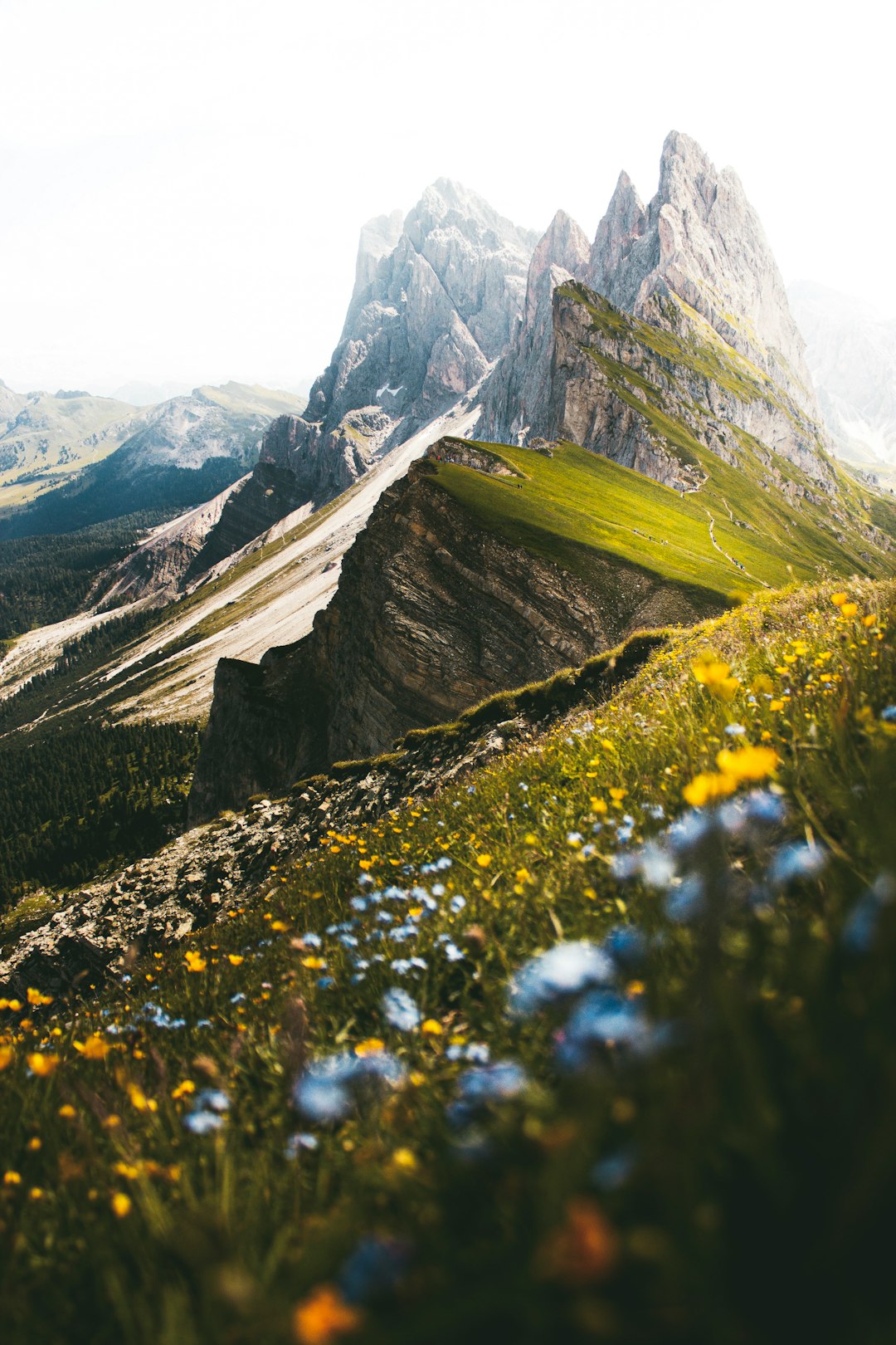 Wildflowers on the Ridge