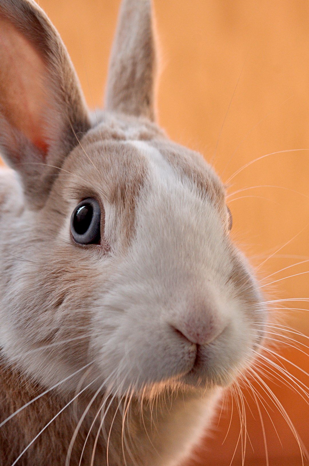 Rabbit Close Up
