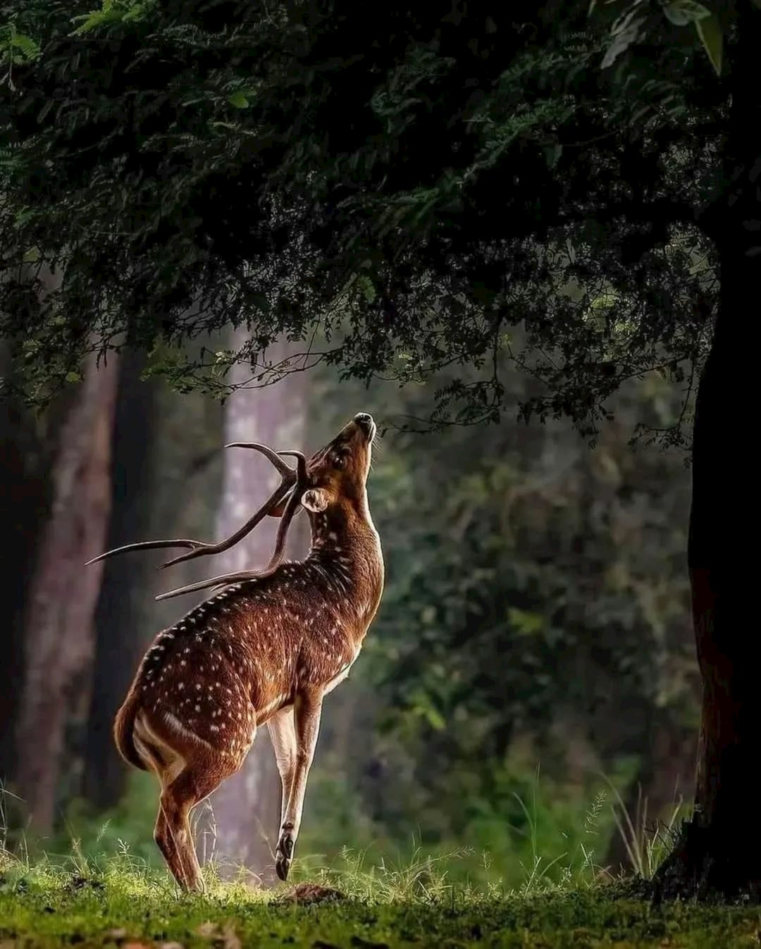 Deer in a Green Clearing