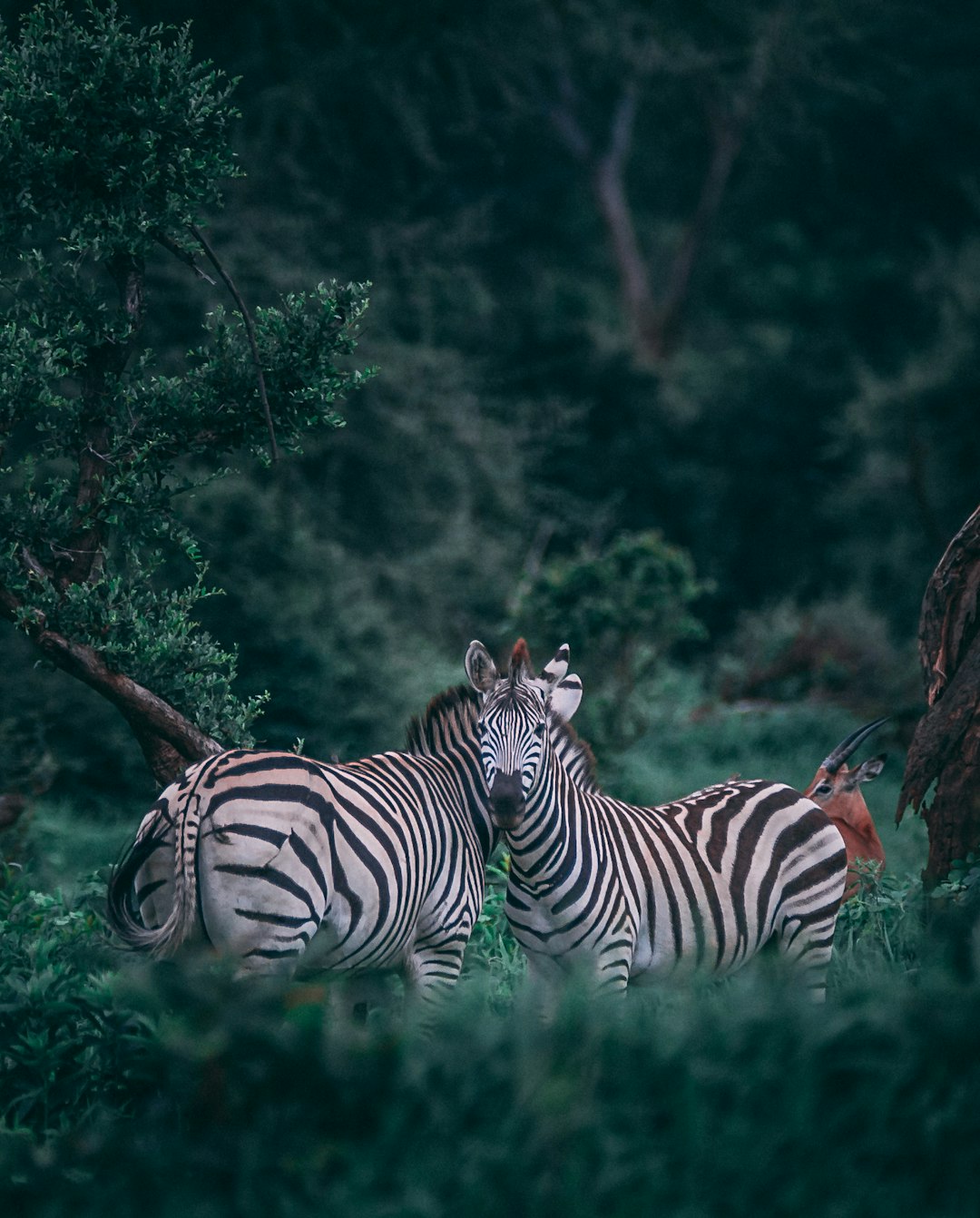 Zebras in the Grass
