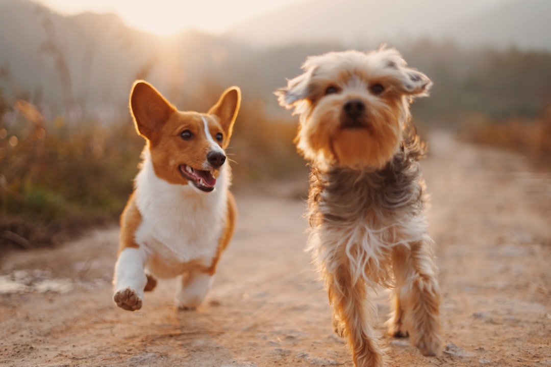 Dogs on the Trail